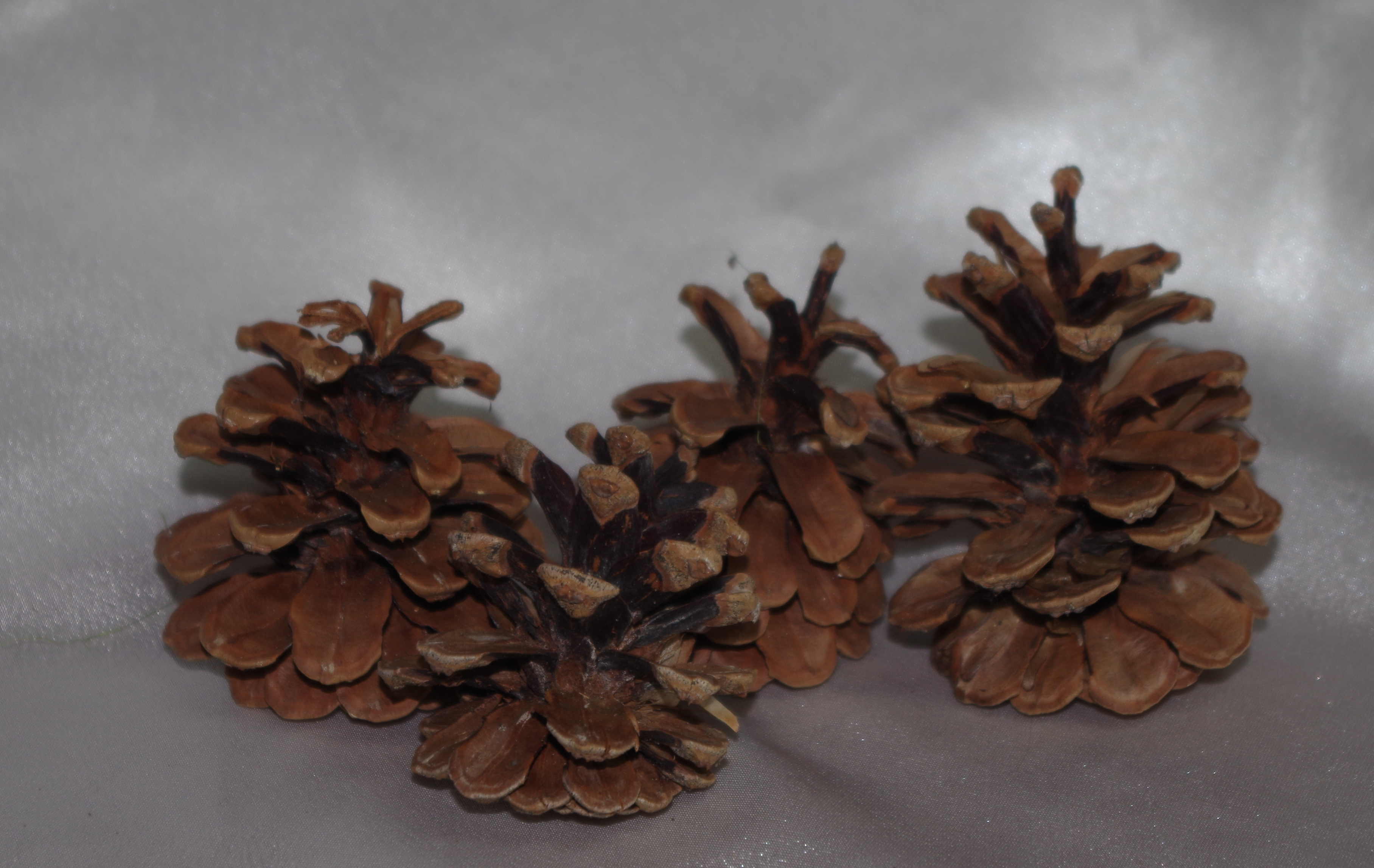 8029 Zapfen mittel - Image 3